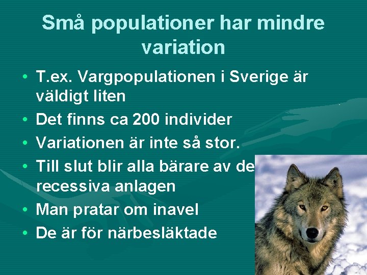 Små populationer har mindre variation • T. ex. Vargpopulationen i Sverige är väldigt liten