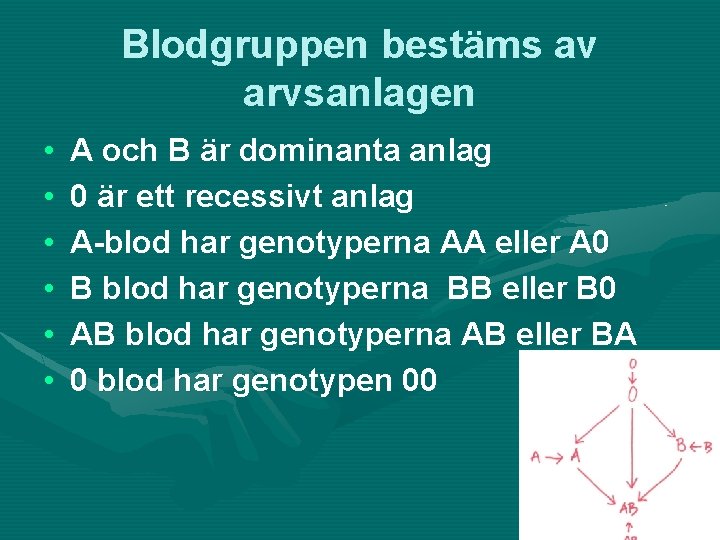 Blodgruppen bestäms av arvsanlagen • • • A och B är dominanta anlag 0