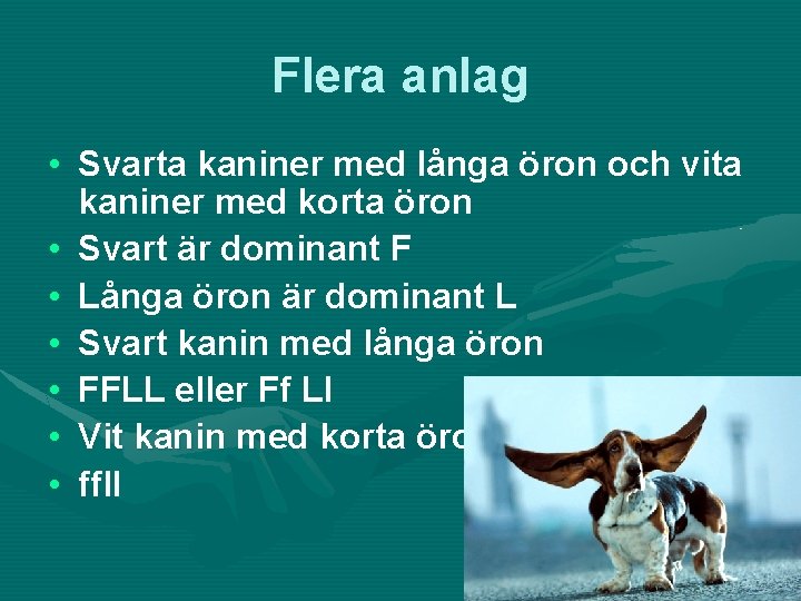 Flera anlag • Svarta kaniner med långa öron och vita kaniner med korta öron