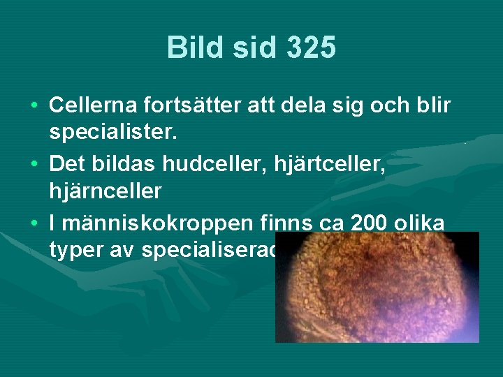 Bild sid 325 • Cellerna fortsätter att dela sig och blir specialister. • Det