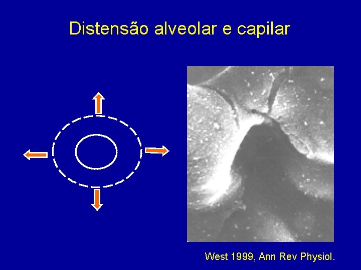 Distensão alveolar e capilar West 1999, Ann Rev Physiol. 