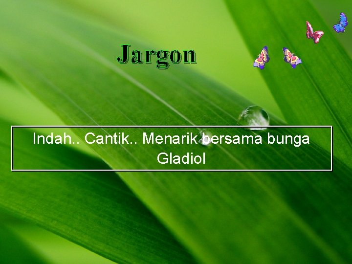 Jargon Indah. . Cantik. . Menarik bersama bunga Gladiol 