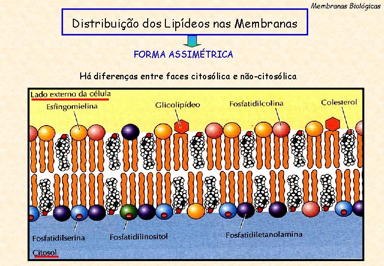 Membranas Biológicas Distribuição dos Lipídeos nas Membranas FORMA ASSIMÉTRICA Há diferenças entre faces citosólica