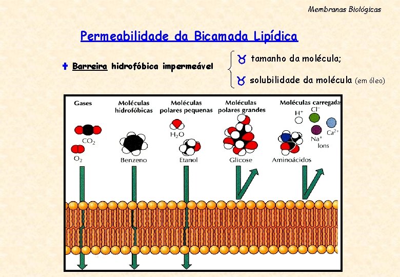 Membranas Biológicas Permeabilidade da Bicamada Lipídica Barreira hidrofóbica impermeável tamanho da molécula; solubilidade da