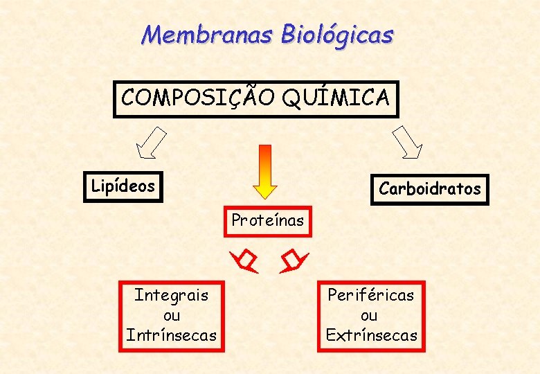 Membranas Biológicas COMPOSIÇÃO QUÍMICA Lipídeos Carboidratos Proteínas Integrais ou Intrínsecas Periféricas ou Extrínsecas 