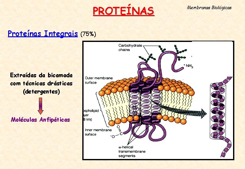 PROTEÍNAS Proteínas Integrais Extraídas da bicamada com técnicas drásticas (detergentes) Moléculas Anfipáticas (75%) Membranas