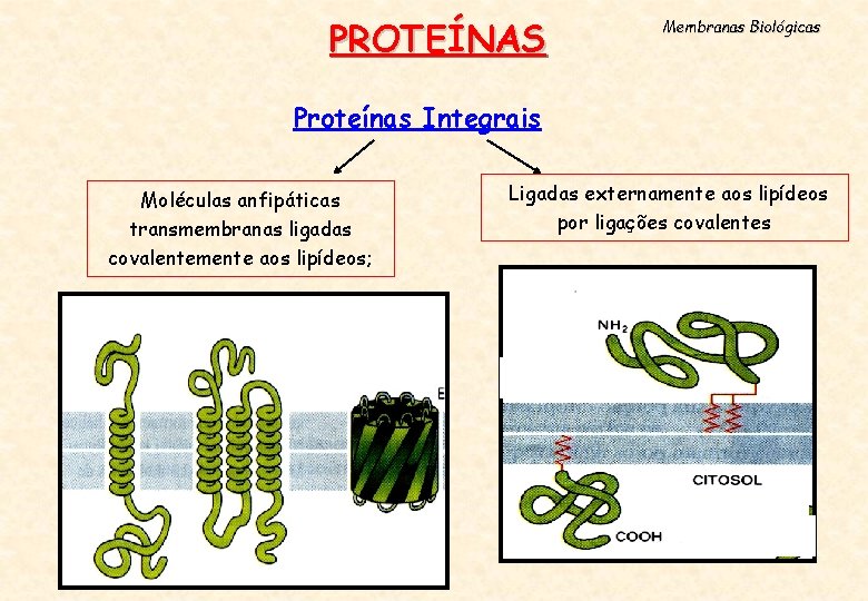 PROTEÍNAS Membranas Biológicas Proteínas Integrais Moléculas anfipáticas transmembranas ligadas covalentemente aos lipídeos; Ligadas externamente