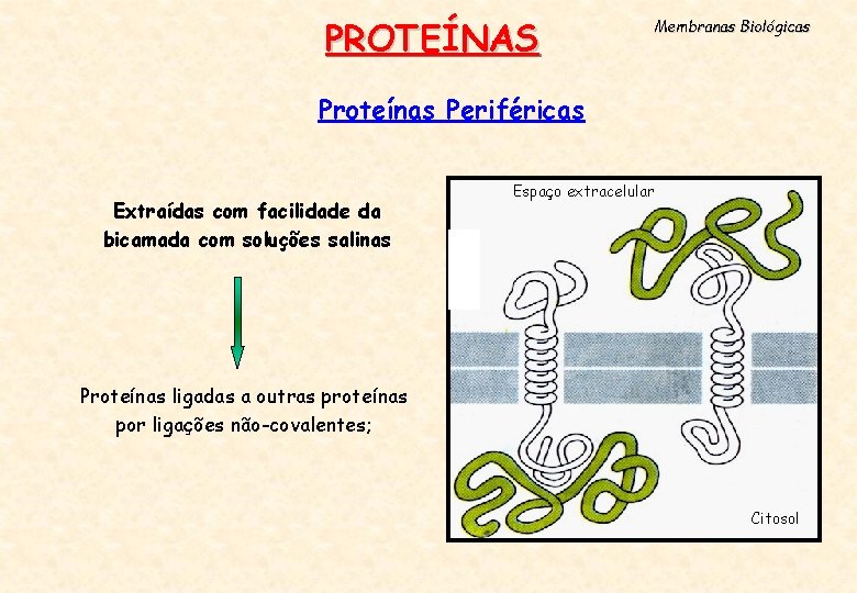 PROTEÍNAS Membranas Biológicas Proteínas Periféricas Extraídas com facilidade da bicamada com soluções salinas Espaço