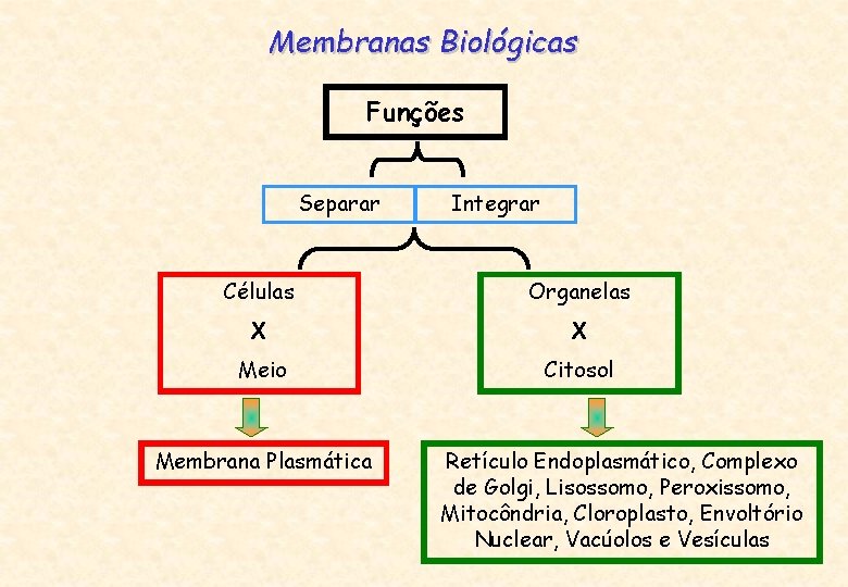 Membranas Biológicas Funções Separar Integrar Células Organelas X X Meio Citosol Membrana Plasmática Retículo
