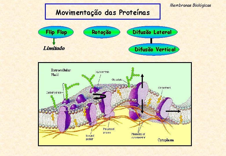 Movimentação das Proteínas Flip Flop Limitado Rotação Membranas Biológicas Difusão Lateral Difusão Vertical 