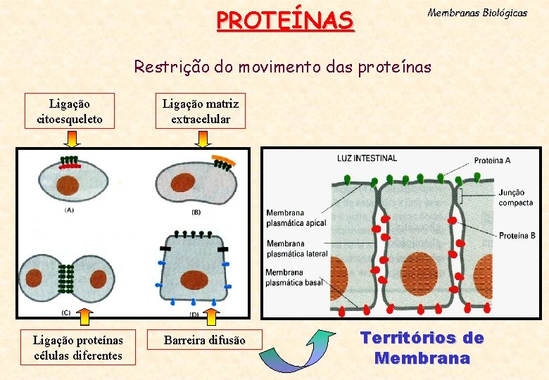 PROTEÍNAS Membranas Biológicas Restrição do movimento das proteínas Ligação citoesqueleto Ligação matriz extracelular Ligação