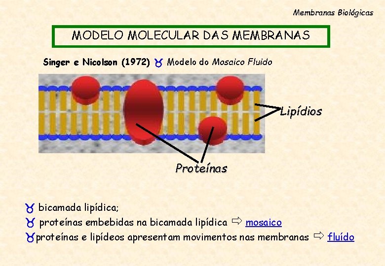 Membranas Biológicas MODELO MOLECULAR DAS MEMBRANAS Singer e Nicolson (1972) Modelo do Mosaico Fluido