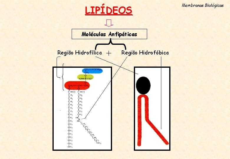 LIPÍDEOS Moléculas Anfipáticas Região Hidrofílica + Região Hidrofóbica Membranas Biológicas 
