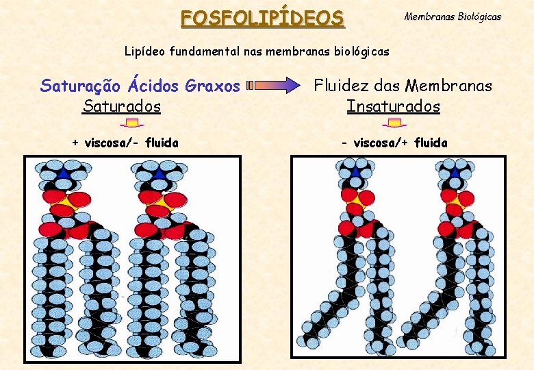 FOSFOLIPÍDEOS Membranas Biológicas Lipídeo fundamental nas membranas biológicas Saturação Ácidos Graxos Saturados + viscosa/-