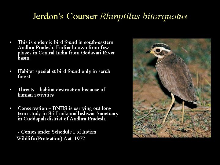 Jerdon's Courser Rhinptilus bitorquatus • This is endemic bird found in south-eastern Andhra Pradesh.