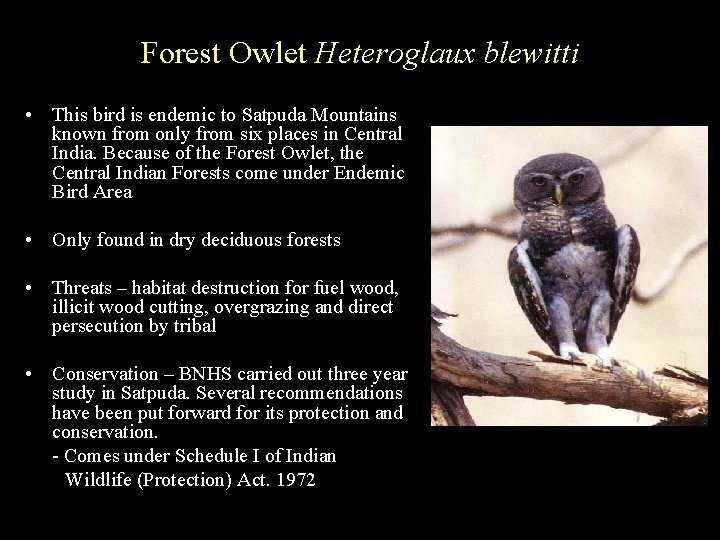 Forest Owlet Heteroglaux blewitti • This bird is endemic to Satpuda Mountains known from