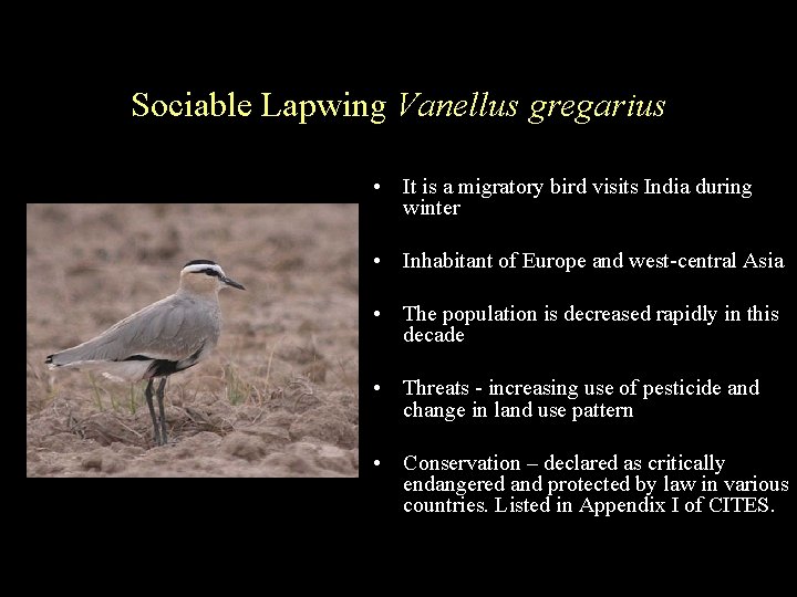 Sociable Lapwing Vanellus gregarius • It is a migratory bird visits India during winter