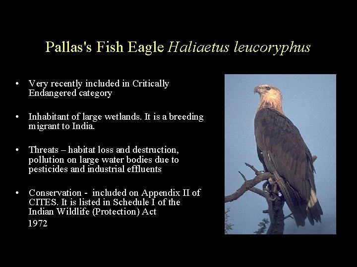 Pallas's Fish Eagle Haliaetus leucoryphus • Very recently included in Critically Endangered category •
