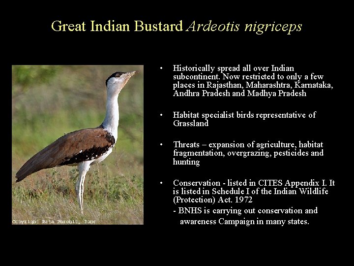 Great Indian Bustard Ardeotis nigriceps • Historically spread all over Indian subcontinent. Now restricted