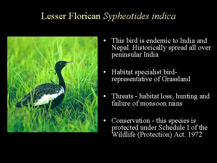 Lesser Florican Sypheotides indica • This bird is endemic to India and Nepal. Historically