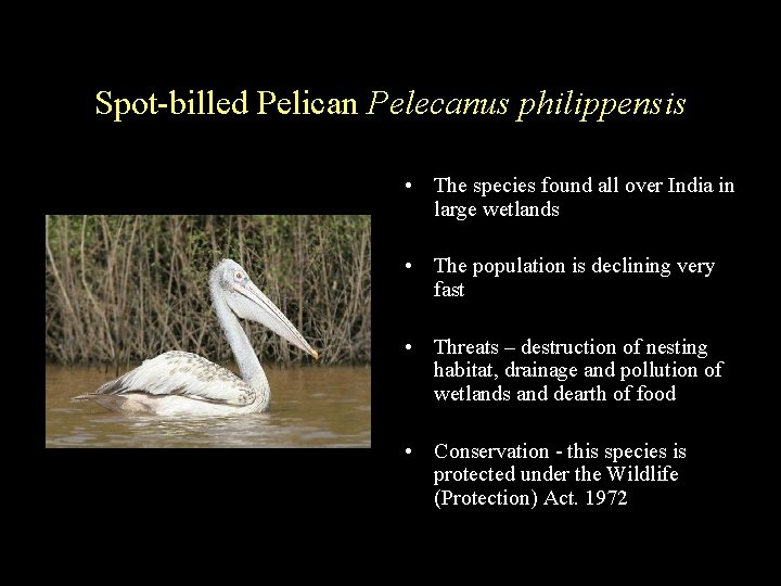 Spot-billed Pelican Pelecanus philippensis • The species found all over India in large wetlands