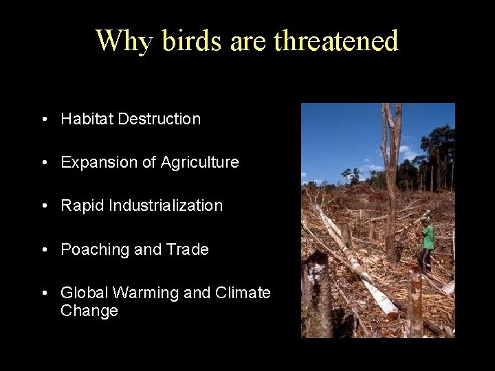 Why birds are threatened • Habitat Destruction • Expansion of Agriculture • Rapid Industrialization