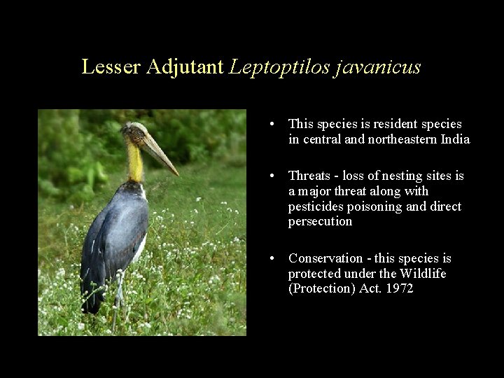 Lesser Adjutant Leptoptilos javanicus • This species is resident species in central and northeastern