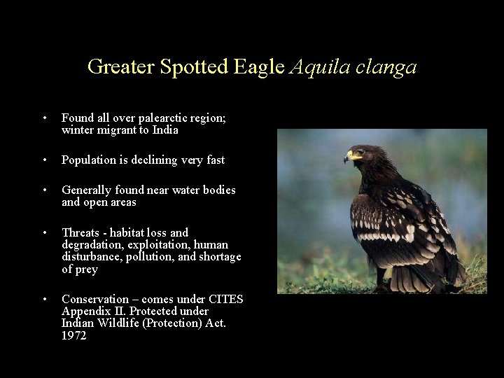 Greater Spotted Eagle Aquila clanga • Found all over palearctic region; winter migrant to
