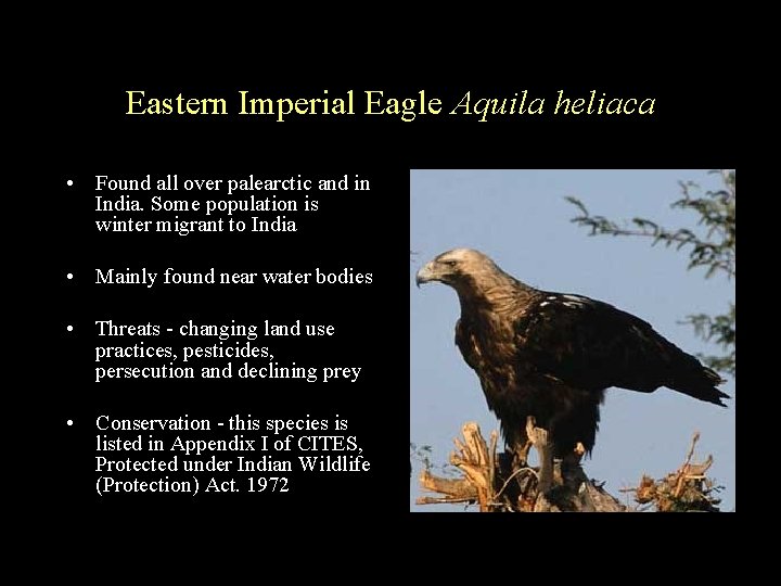 Eastern Imperial Eagle Aquila heliaca • Found all over palearctic and in India. Some
