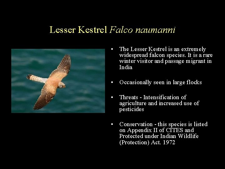 Lesser Kestrel Falco naumanni • The Lesser Kestrel is an extremely widespread falcon species.
