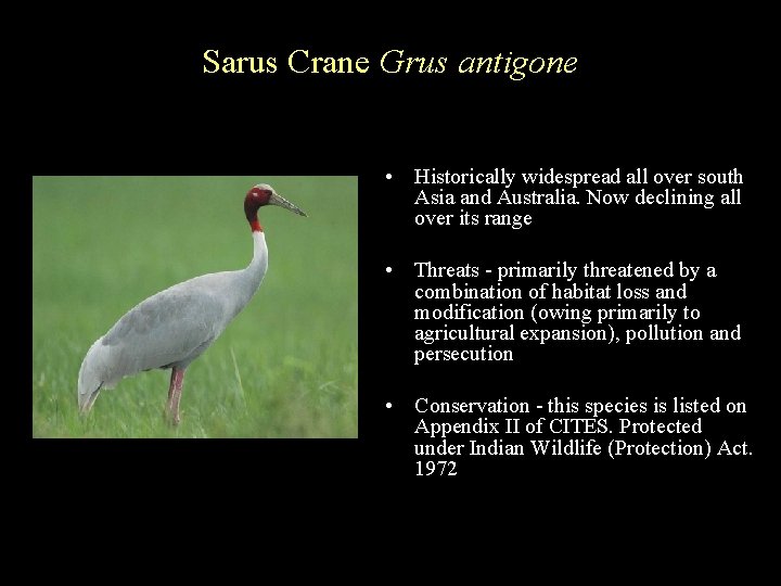 Sarus Crane Grus antigone • Historically widespread all over south Asia and Australia. Now