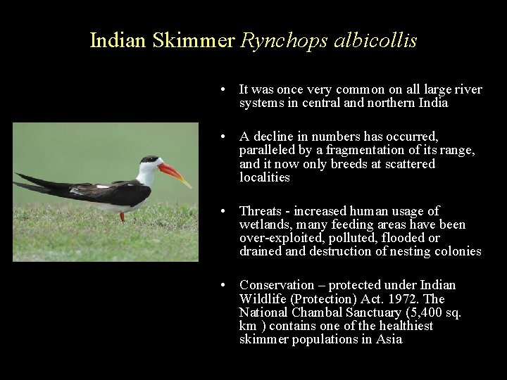 Indian Skimmer Rynchops albicollis • It was once very common on all large river