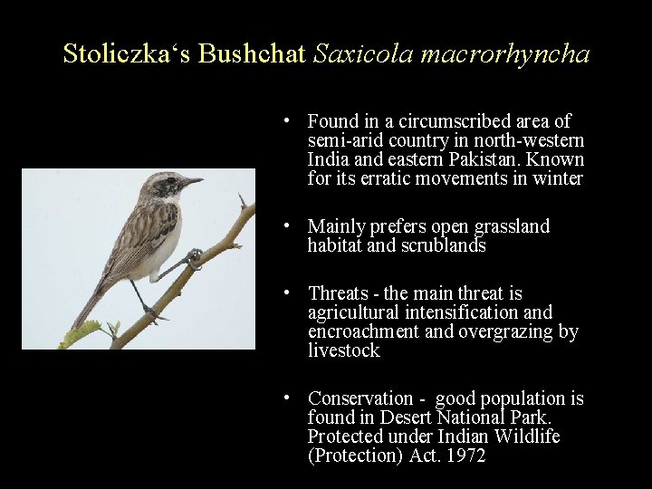 Stoliczka‘s Bushchat Saxicola macrorhyncha • Found in a circumscribed area of semi-arid country in