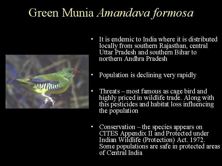 Green Munia Amandava formosa • It is endemic to India where it is distributed