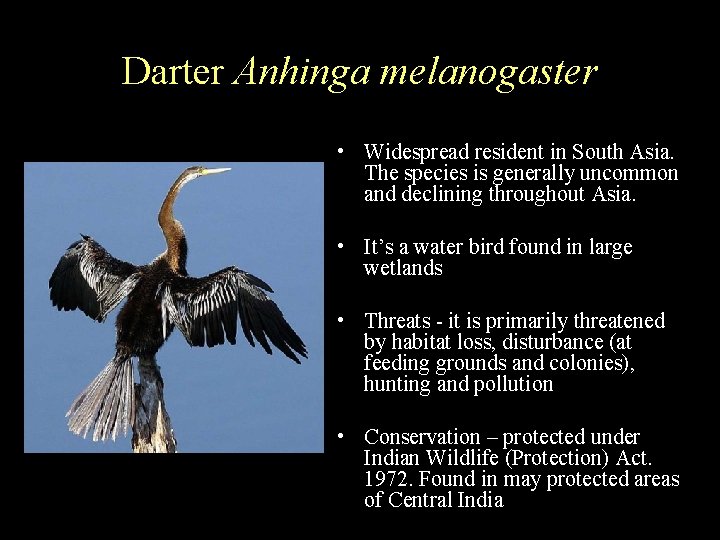 Darter Anhinga melanogaster • Widespread resident in South Asia. The species is generally uncommon