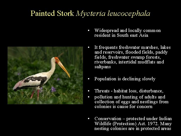 Painted Stork Mycteria leucocephala • Widespread and locally common resident in South east Asia