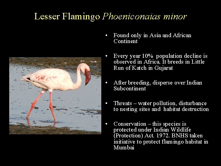 Lesser Flamingo Phoeniconaias minor • Found only in Asia and African Continent • Every
