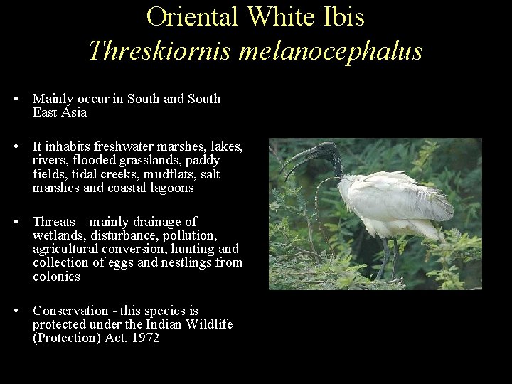 Oriental White Ibis Threskiornis melanocephalus • Mainly occur in South and South East Asia