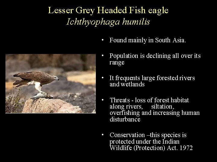 Lesser Grey Headed Fish eagle Ichthyophaga humilis • Found mainly in South Asia. •