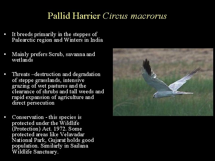 Pallid Harrier Circus macrorus • It breeds primarily in the steppes of Palearctic region