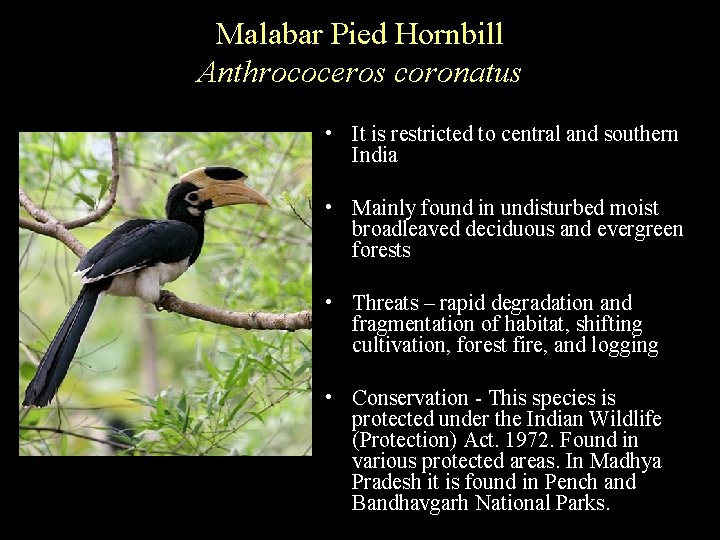 Malabar Pied Hornbill Anthrococeros coronatus • It is restricted to central and southern India