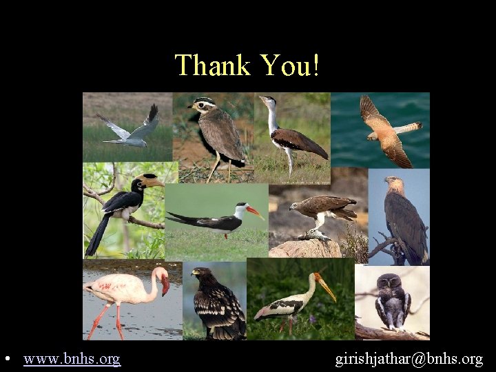 Thank You! • www. bnhs. org girishjathar@bnhs. org 