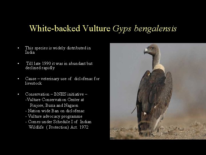 White-backed Vulture Gyps bengalensis • This species is widely distributed in India • Till
