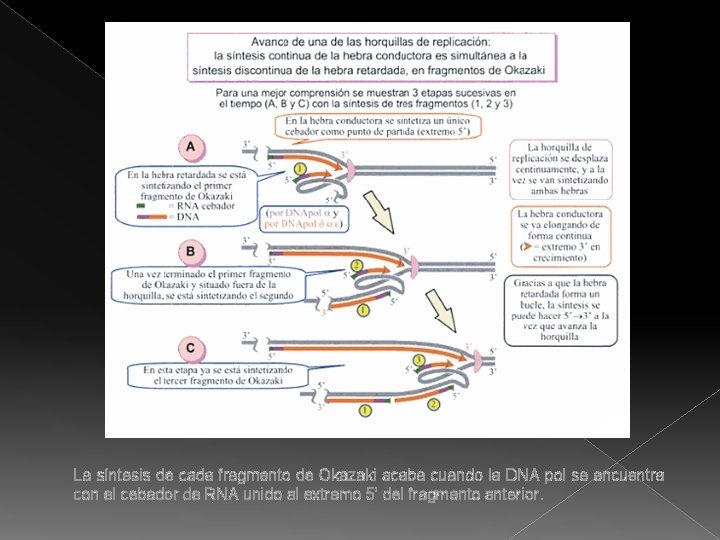 La síntesis de cada fragmento de Okazaki acaba cuando la DNA pol se encuentra