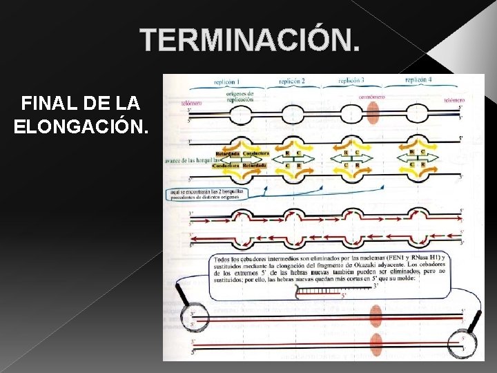 TERMINACIÓN. FINAL DE LA ELONGACIÓN. 