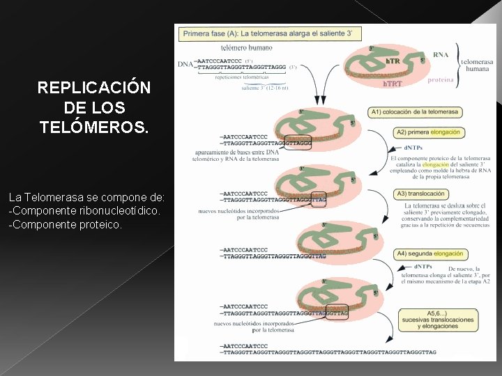 REPLICACIÓN DE LOS TELÓMEROS. La Telomerasa se compone de: -Componente ribonucleotídico. -Componente proteico. 
