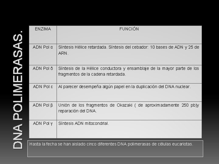 DNA POLIMERASAS. ENZIMA FUNCIÓN ADN Pol α Síntesis Hélice retardada. Síntesis del cebador: 10