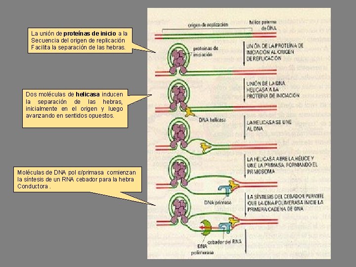 La unión de proteínas de inicio a la Secuencia del origen de replicación Facilita
