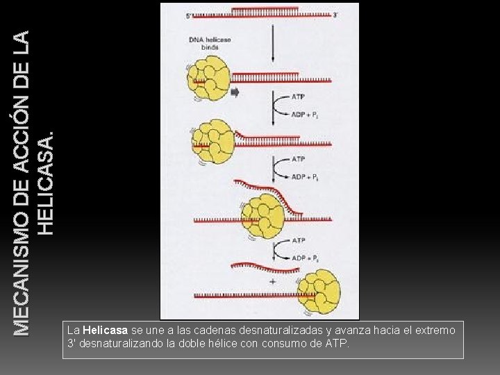 MECANISMO DE ACCIÓN DE LA HELICASA. La Helicasa se une a las cadenas desnaturalizadas