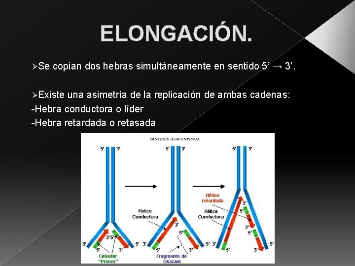 ELONGACIÓN. ØSe copian dos hebras simultáneamente en sentido 5’ → 3’. ØExiste una asimetría
